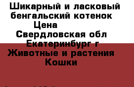 Шикарный и ласковый бенгальский котенок › Цена ­ 15 000 - Свердловская обл., Екатеринбург г. Животные и растения » Кошки   